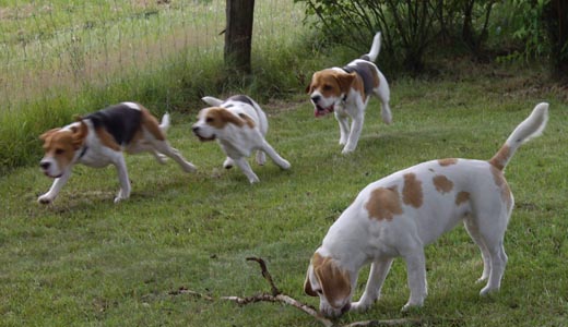Die Beagles beim Toben